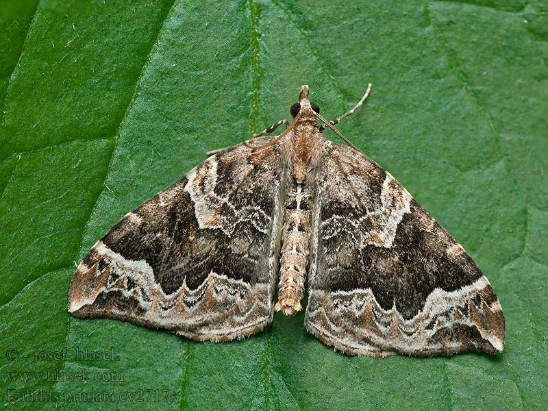 Eulithis prunata Píďalka švestková Brauner Haarbüschelspanner