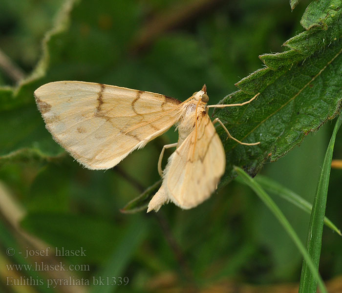 Eulithis pyraliata Sárga galajaraszoló