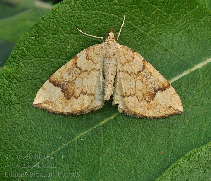 Eulithis pyraliata Piadivka marinková