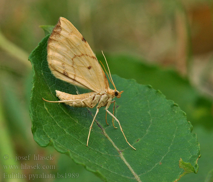 Eulithis pyraliata Barred Straw