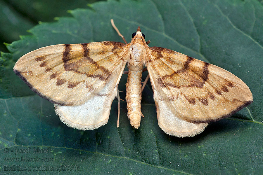 Schwefelgelber Haarbüschelspanner Eulithis pyraliata