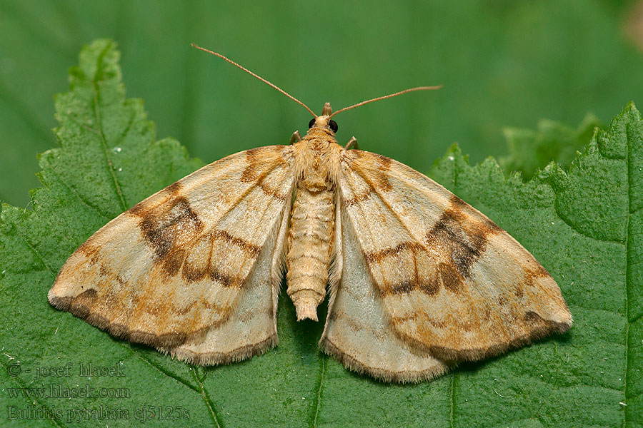 Eulithis pyraliat