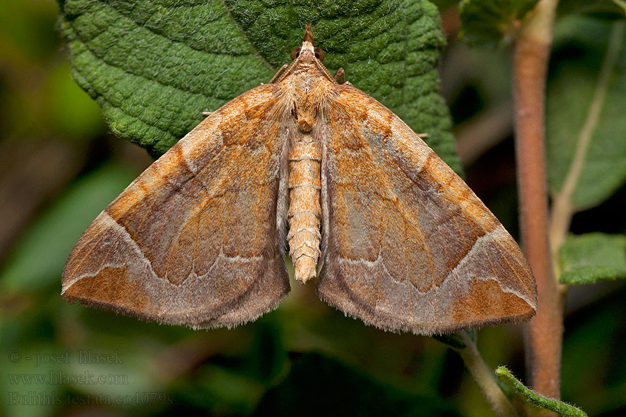 Eulithis testata Chevron Piadivka mokraďová Cidarie agate