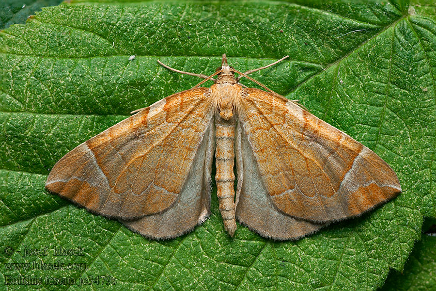 Eulithis testata Nacinek wrzosak Oranje agaatspanner