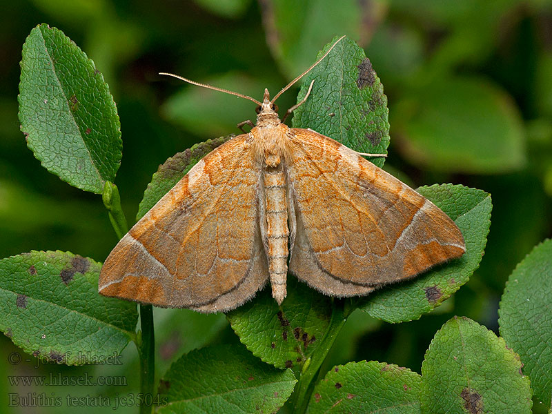 Eulithis testata Elomittari Violettgrå parkmätare Krattbærmåler Pile-havemåler