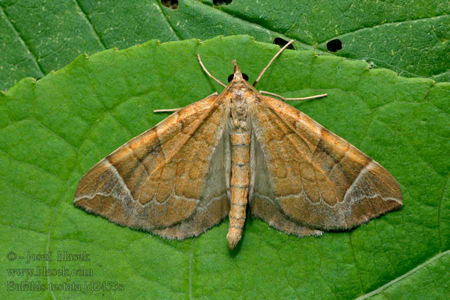 Piadivka mokraďová Eulithis testata