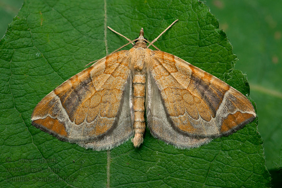 Bräunlichgelber Haarbüschelspanner Chevron Piadivka mokraďová Eulithis testata