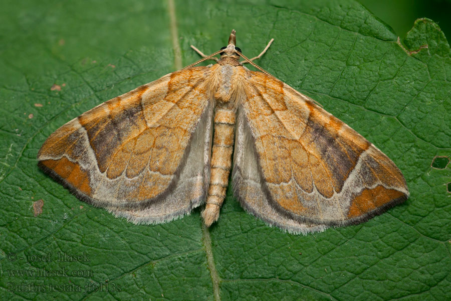 Píďalka mokřadní Eulithis testata