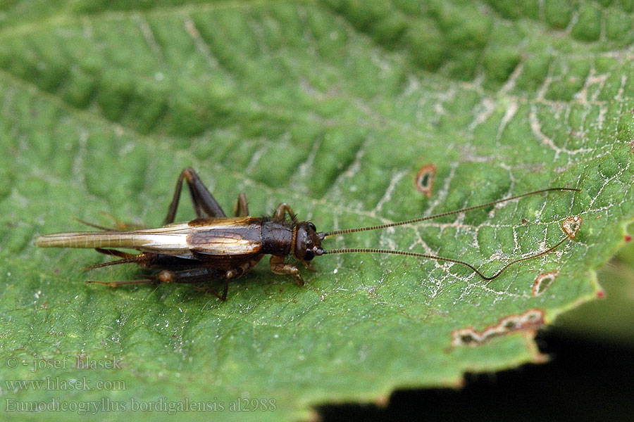 Eumodicogryllus bordigalensis