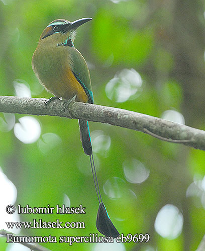 Brauenmotmot Brauen-Motmot Turquoise browed Motmot Turquoise-browed Burgo Turquesa Momoto Ceja Azul Cejiazul Cejiceleste Cejiturquesa Taragón Türkiismotmot Mustakurkkumomotti Motmot sourcils bleus cigliaturchesi sopraccigli azzurri アオマユハチクイモドキ Wenbrauwmotmot Wenkbrauwmotmot Turkisbrynmotmot Pilodziób czarnogardly Синебровый момот Eumomota superciliosa Momot hnědý skořicovobřichý Blåbrynet Motmot