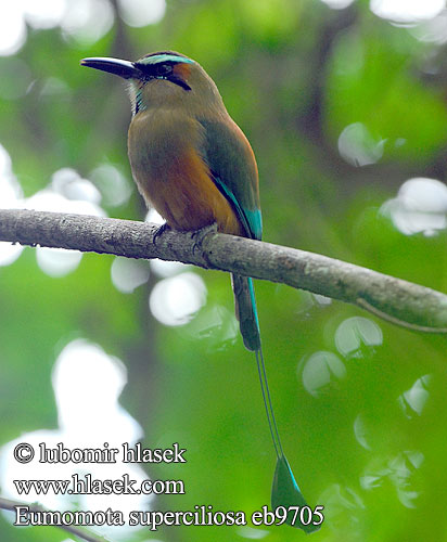 Eumomota superciliosa Momot hnědý skořicovobřichý Blåbrynet Motmot Brauenmotmot Brauen-Motmot Turquoise browed Motmot Turquoise-browed Burgo Turquesa Momoto Ceja Azul Cejiazul Cejiceleste Cejiturquesa Taragón Türkiismotmot Mustakurkkumomotti Motmot sourcils bleus cigliaturchesi sopraccigli azzurri アオマユハチクイモドキ Wenbrauwmotmot Wenkbrauwmotmot Turkisbrynmotmot Pilodziób czarnogardly Синебровый момот