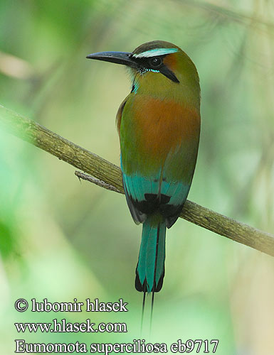 Burgo Turquesa Momoto Ceja Azul Cejiazul Cejiceleste Cejiturquesa Taragón Türkiismotmot Mustakurkkumomotti Motmot sourcils bleus cigliaturchesi sopraccigli azzurri アオマユハチクイモドキ Wenbrauwmotmot Wenkbrauwmotmot Turkisbrynmotmot Pilodziób czarnogardly Синебровый момот Eumomota superciliosa Momot hnědý skořicovobřichý Blåbrynet Motmot Brauenmotmot Brauen-Motmot Turquoise browed Motmot Turquoise-browed