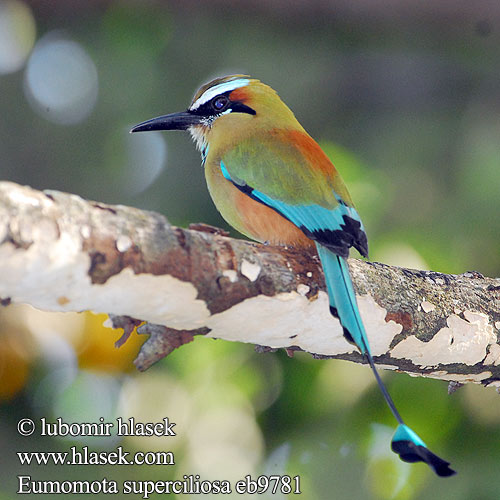 Motmot sourcils bleus cigliaturchesi sopraccigli azzurri アオマユハチクイモドキ Wenbrauwmotmot Wenkbrauwmotmot Turkisbrynmotmot Pilodziób czarnogardly Синебровый момот Eumomota superciliosa Momot hnědý skořicovobřichý Blåbrynet Motmot Brauenmotmot Brauen-Motmot Turquoise browed Motmot Turquoise-browed Burgo Turquesa Momoto Ceja Azul Cejiazul Cejiceleste Cejiturquesa Taragón Türkiismotmot Mustakurkkumomotti