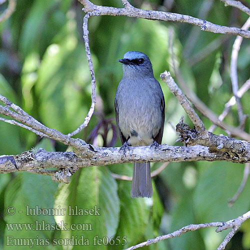 Eumyias sordida Dull-blue Flycatcher Lejsek srílanský cejlonský Ceylonschnäpper Papamoscas Sri Lanka Gobemouche Ceylan Pigliamosche blu Sri Lanka セイロンヒタキ Sri Lanka-irfluesnapper Ceyloninsieppo Srilankansieppo Ceylonvliegenvanger Lavendelfluesnapper Mucholówka modra Niltava cejlónska