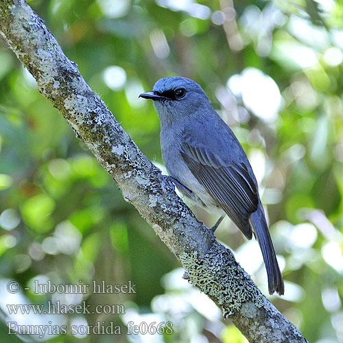 Ceylonschnäpper Papamoscas Sri Lanka Gobemouche Ceylan Pigliamosche blu Sri Lanka セイロンヒタキ Sri Lanka-irfluesnapper Ceyloninsieppo Srilankansieppo Ceylonvliegenvanger Lavendelfluesnapper Mucholówka modra Niltava cejlónska Eumyias sordida Dull-blue Flycatcher Lejsek srílanský cejlonský