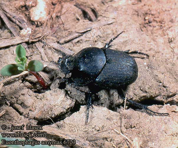 Euonthophagus amyntas 6723