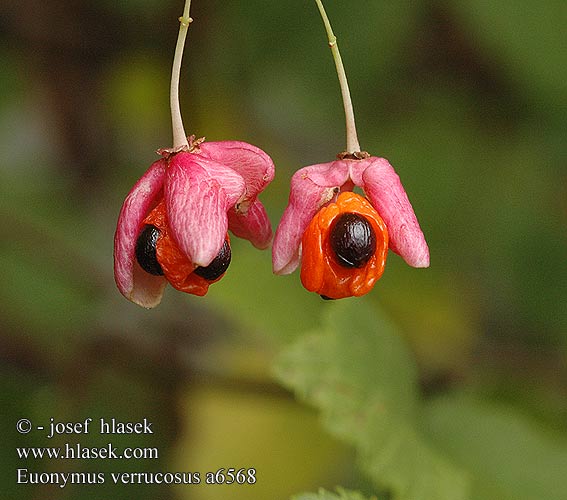 Euonymus verrucosus Burning bush Waited Spindle-tree Spindletree Spindle Tree