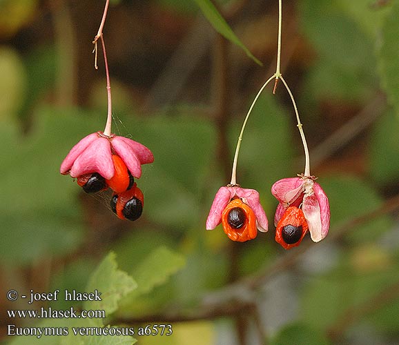 Fusain verruqueux Fusaria rugosa Bibircses kecskerágó