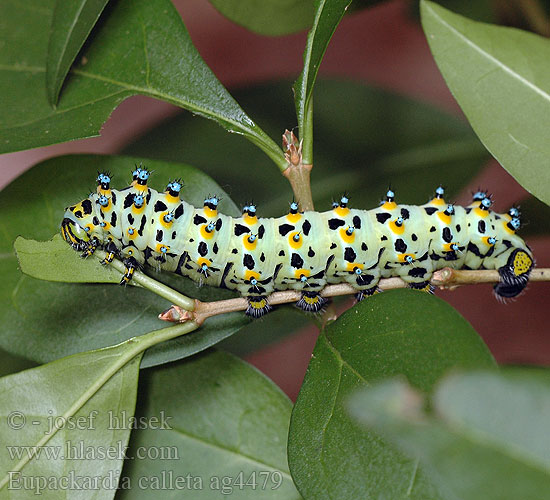 Eupackardia Calleta silkmoth