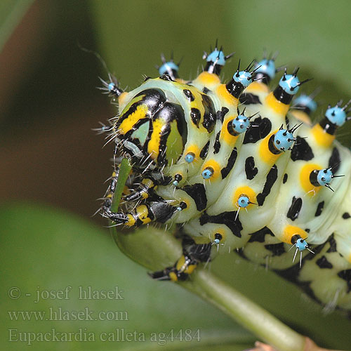 Eupackardia Calleta silkmoth