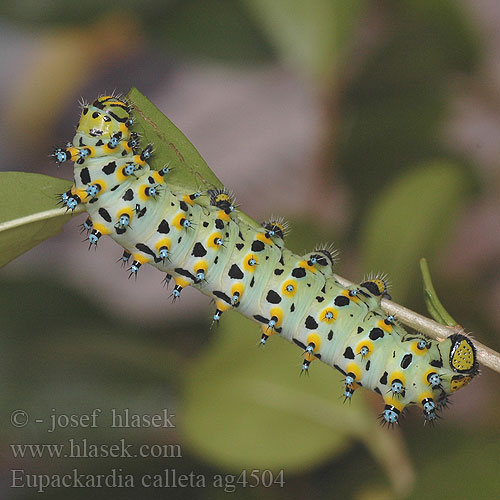 Calleta silkmoth Eupackardia