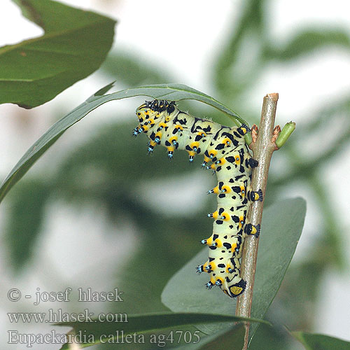 Calleta silkmoth Eupackardia