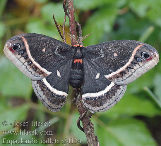 Eupackardia Calleta silkmoth