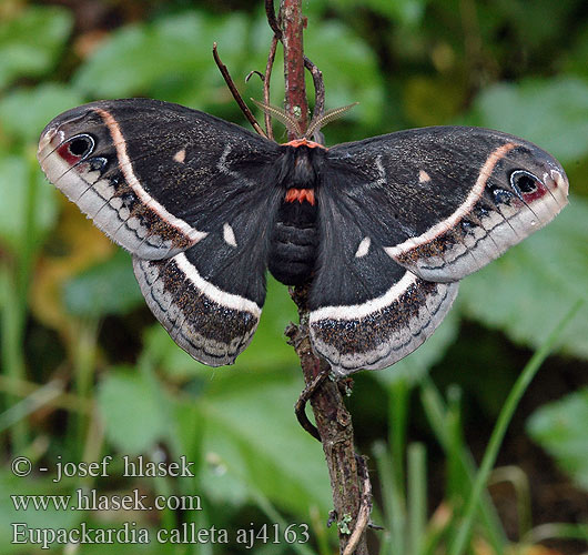 Eupackardia Calleta silkmoth