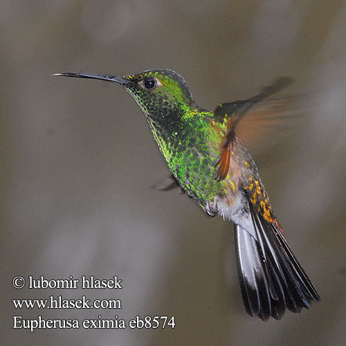 Streifenschwanzeupherusa Streifenschwanz-Eupherusa Streifenschwanzkolibri Stripe tailed Hummingbird Striped-tailed Stripe-tailed Calibrí Colirrayado Cola Rayada Colirrayado Colibrí Cola Rayada Sälepyrstökolibri Colibri épaulettes codastriata クロスジオジロハチドリ Streepstaartkolibrie Stripehalekolibri Diamencik pręgosterny Eupherusa eximia Kolibřík páskoocasý Stribehalet Kolibri