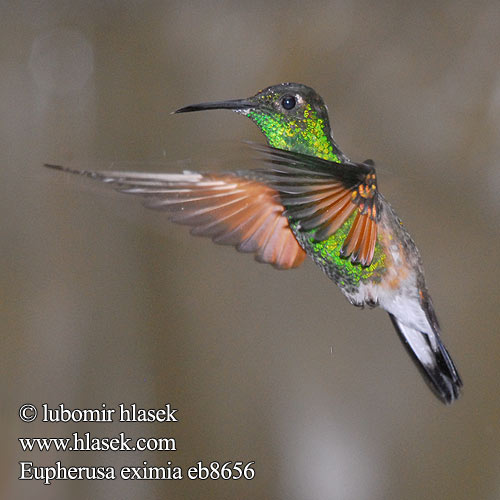 Stripe tailed Hummingbird Striped-tailed Stripe-tailed Calibrí Colirrayado Cola Rayada Colirrayado Colibrí Cola Rayada Sälepyrstökolibri Colibri épaulettes codastriata クロスジオジロハチドリ Streepstaartkolibrie Stripehalekolibri Diamencik pręgosterny Eupherusa eximia Kolibřík páskoocasý Stribehalet Kolibri Streifenschwanzeupherusa Streifenschwanz-Eupherusa Streifenschwanzkolibri