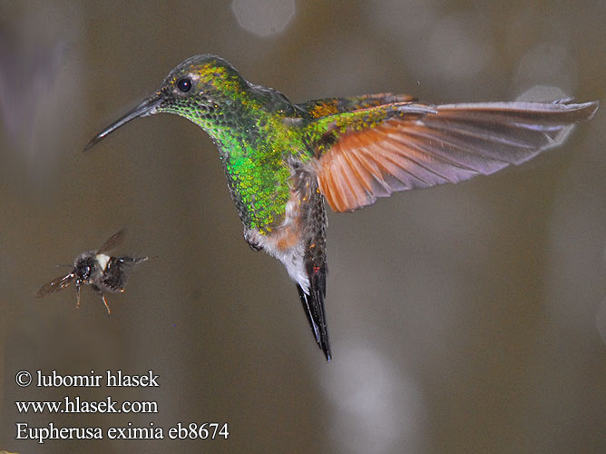 Colibri épaulettes codastriata クロスジオジロハチドリ Streepstaartkolibrie Stripehalekolibri Diamencik pręgosterny Eupherusa eximia Kolibřík páskoocasý Stribehalet Kolibri Streifenschwanzeupherusa Streifenschwanz-Eupherusa Streifenschwanzkolibri Stripe tailed Hummingbird Striped-tailed Stripe-tailed Calibrí Colirrayado Cola Rayada Colirrayado Colibrí Cola Rayada Sälepyrstökolibri