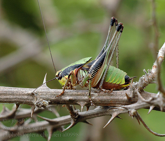 Eupholidoptera chabrieri Grüne Strauchschrecke Decticelle splendide