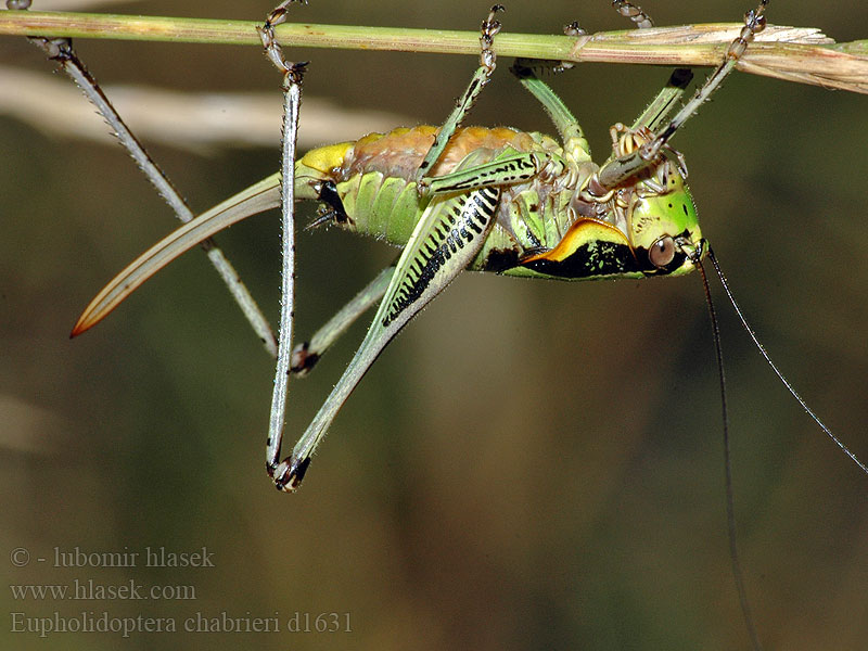 Eupholidoptera chabrieri Decticelle splendide