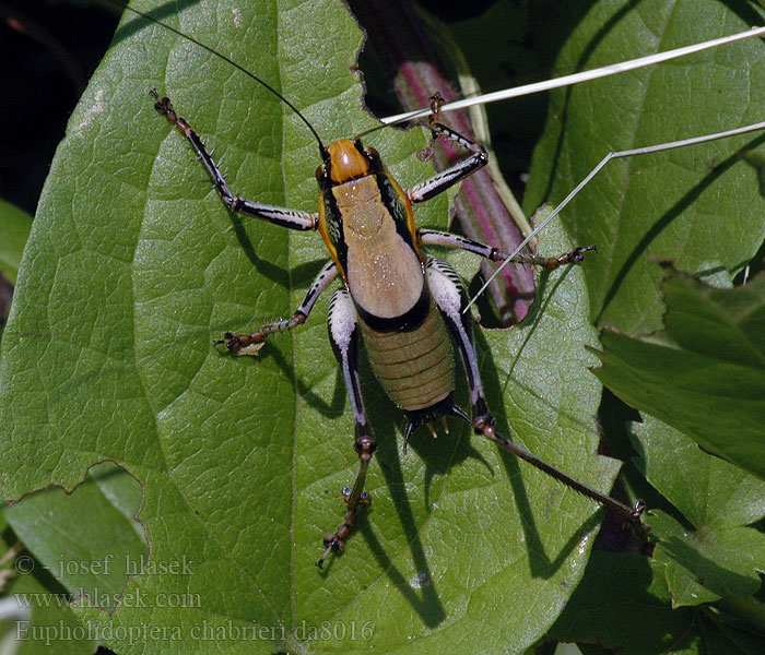 Grüne Strauchschrecke Eupholidoptera chabrieri Decticelle splendide