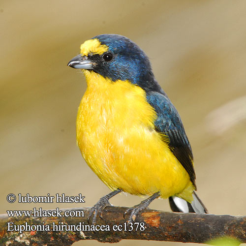 Euphonia hirundinacea Yellow-throated Euphonia Libohlásek Bonapartův žlutohrdlý Schwalbenorganist Gulpandet Euphonia Fruterito Garganta Amarilla Sitruunamarjukka Organiste gorge jaune Eufonia golagialla キノドスミレフウキンチョウ Geelkeelorganist Organka żółtogardła