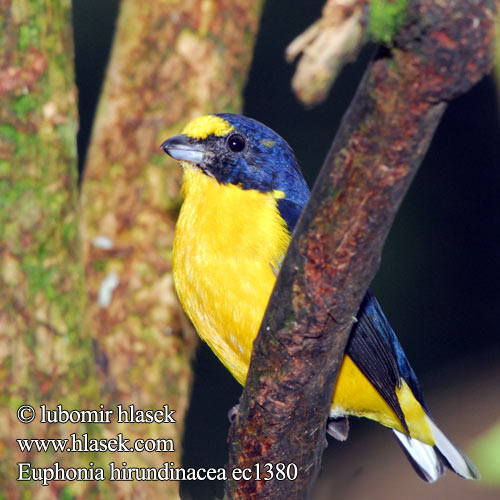 Libohlásek Bonapartův žlutohrdlý Schwalbenorganist Gulpandet Euphonia Fruterito Garganta Amarilla Sitruunamarjukka Organiste gorge jaune Eufonia golagialla キノドスミレフウキンチョウ Geelkeelorganist Organka żółtogardła Euphonia hirundinacea Yellow-throated Euphonia