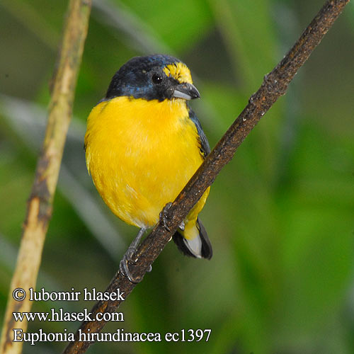 Fruterito Garganta Amarilla Sitruunamarjukka Organiste gorge jaune Eufonia golagialla キノドスミレフウキンチョウ Geelkeelorganist Organka żółtogardła Euphonia hirundinacea Yellow-throated Euphonia Libohlásek Bonapartův žlutohrdlý Schwalbenorganist Gulpandet Euphonia