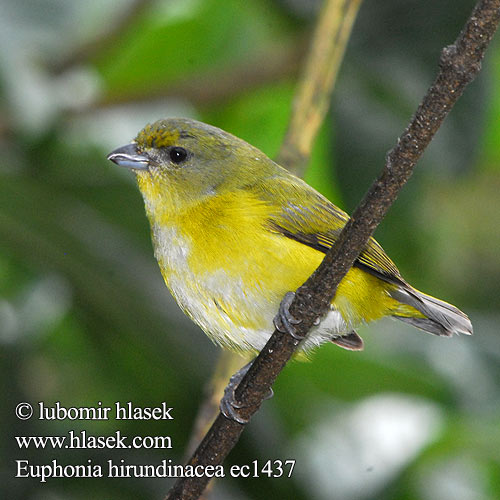 Eufonia golagialla キノドスミレフウキンチョウ Geelkeelorganist Organka żółtogardła Euphonia hirundinacea Yellow-throated Euphonia Libohlásek Bonapartův žlutohrdlý Schwalbenorganist Gulpandet Euphonia Fruterito Garganta Amarilla Sitruunamarjukka Organiste gorge jaune