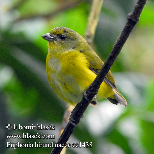 Organka żółtogardła Euphonia hirundinacea Yellow-throated Euphonia Libohlásek Bonapartův žlutohrdlý Schwalbenorganist Gulpandet Euphonia Fruterito Garganta Amarilla Sitruunamarjukka Organiste gorge jaune Eufonia golagialla キノドスミレフウキンチョウ Geelkeelorganist