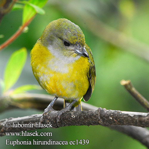 Euphonia hirundinacea ec1439