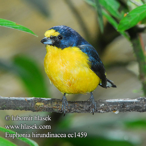 Sitruunamarjukka Organiste gorge jaune Eufonia golagialla キノドスミレフウキンチョウ Geelkeelorganist Organka żółtogardła Euphonia hirundinacea Yellow-throated Euphonia Libohlásek Bonapartův žlutohrdlý Schwalbenorganist Gulpandet Euphonia Fruterito Garganta Amarilla