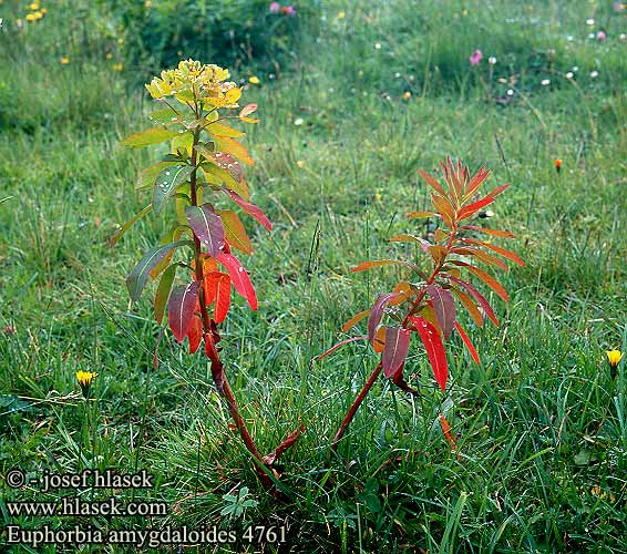 Euphorbia amygdaloides Purple Wood Spurge Meget smuk Vortemalk