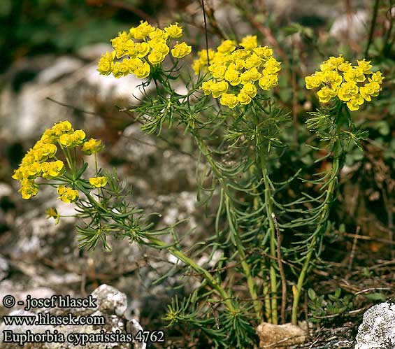 Euphorbia cyparissias Cypress Spurge Cypres-vortemalk Sypressvortemjolk