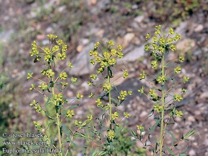 Euphorbia esula Pryšec obecný Esels-Wolfsmilch Leafy Spurge