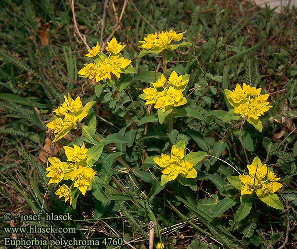 Euphorbia polychroma Cushion Spurge Varvortemelk Forars-vortemalk