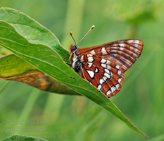 Cynthia's Fritillary Damier l'alchémille Witbonte parelmoervlinder Havasi tarkalepke