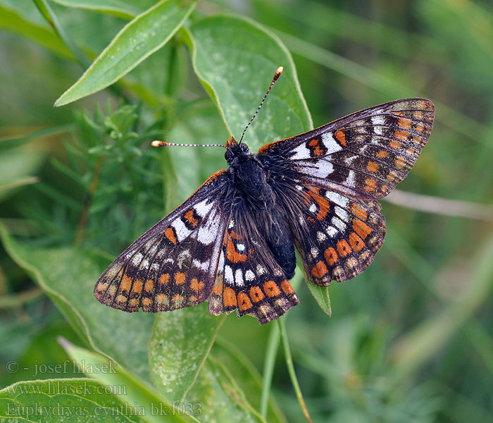 Euphydryas cynthia Hypodryas Hnědásek horský Veilchen-Scheckenfalter