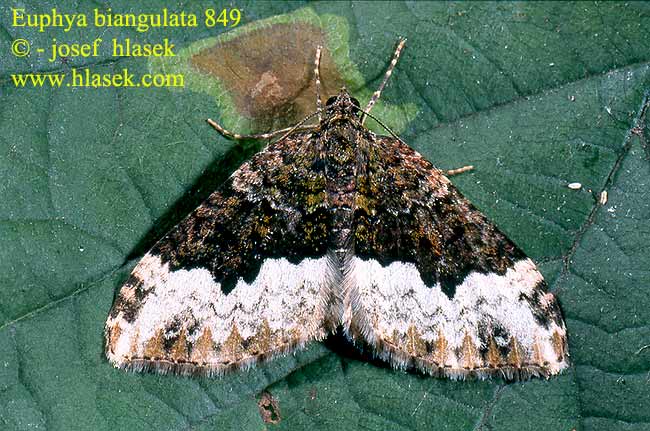 Euphyia biangulata Cloaked Carpet Steinmieren-Blattspanner