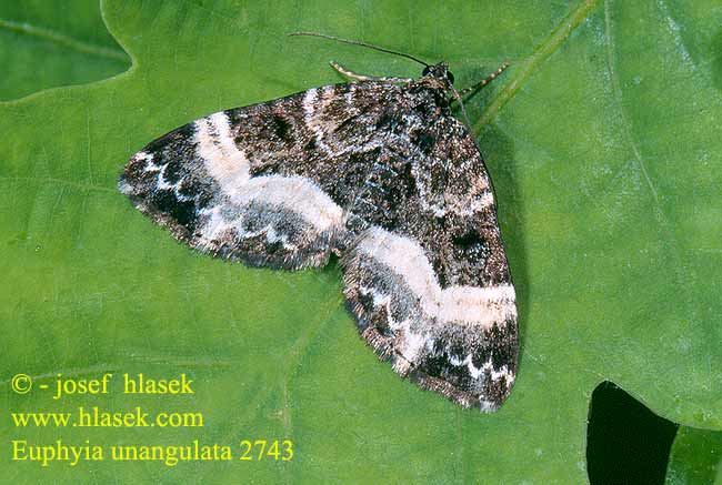 Euphyia unangulata Píďalka jednozubá Vogelmieren-Blattspanner