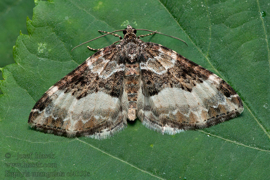 Scherphoekbandspanner Ykskulmamittari Euphyia unangulata